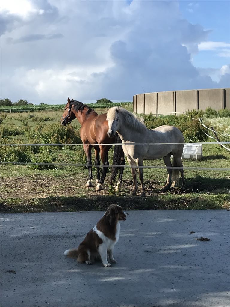 Telefonisk telepati session 📞